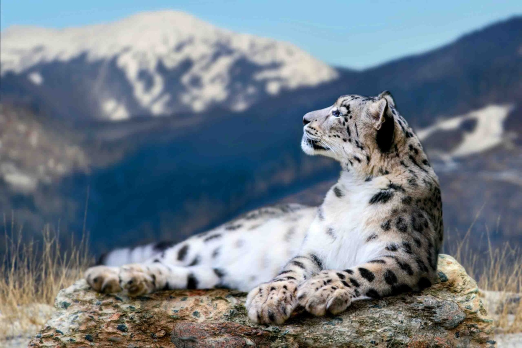 snow leopards naltar valley wildlife sanctury
